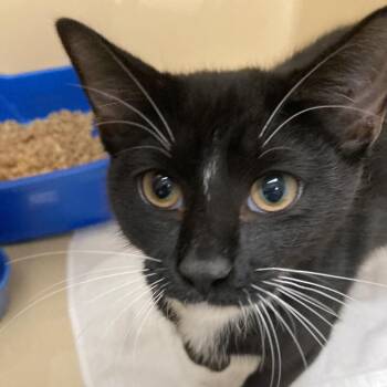 Harlow -  Domestic Short Hair Cat for Adoption in Blue Ridge, Georgia - Harlow | PetCurious
