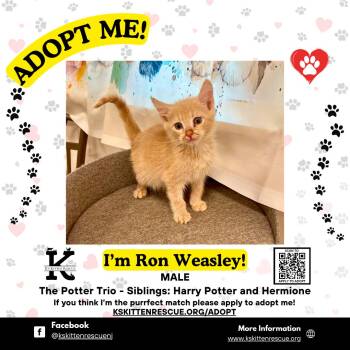 Domestic Short Hair Cats Available for Adoption in OSBORNVILLE, New Jersey - Ron Weasley | PetCurious