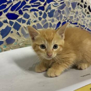 Domestic Short Hair Cats Available for Adoption in Pensacola, Florida - ELISABET | PetCurious