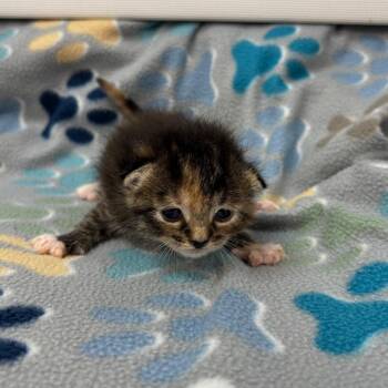 Thyme -  Domestic Short Hair Cat for Adoption in Corpus Christi, Texas - Thyme | PetCurious