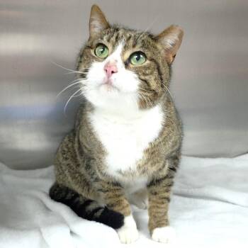 Domestic Short Hair Cats Available for Adoption in Michigan City, Indiana - Luka | PetCurious