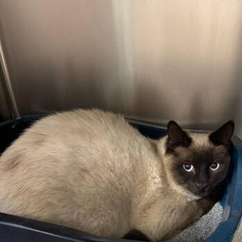 Teva -  Domestic Short Hair Cat for Adoption in Flagstaff, Arizona - Teva | PetCurious