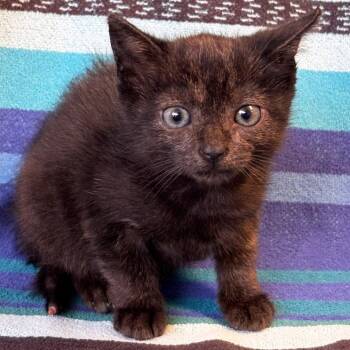 Rescue Domestic Short Hair Cats for Adoption in Mt. Juliet, Tennessee - Streep | PetCurious