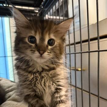 Domestic Short Hair Cats Available for Adoption - Candy | PetCurious