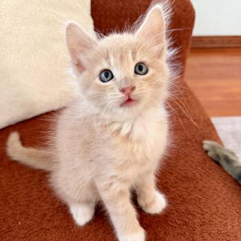 Casper -  Domestic Medium Hair Cat for Adoption in Los Angeles, California - Casper | PetCurious