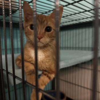 Kash -  Domestic Short Hair Cat for Adoption in Monticello, Illinois - Kash | PetCurious