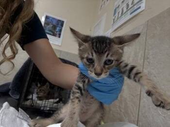 Harvard -  Domestic Short Hair Cat for Adoption in Honolulu, Hawaii - Harvard | PetCurious