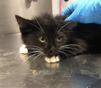 BELLE -  Domestic Short Hair Cat for Adoption in Hagerstown, Maryland - BELLE | PetCurious