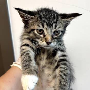 Pearl Crabs -  Domestic Short Hair Cat for Adoption in Cleveland, Mississippi - Pearl Crabs | PetCurious