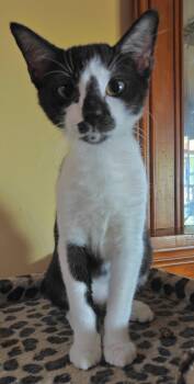 Olruggio -  Domestic Short Hair Cat for Adoption in Phoenix, Arizona - Olruggio | PetCurious