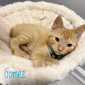 Rescue Domestic Short Hair Cats for Adoption in Bethel, Ohio - Gomez | PetCurious