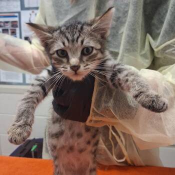What Are Thooooose? -  Domestic Short Hair Cat for Adoption in Murray, Utah - What Are Thooooose? | PetCurious