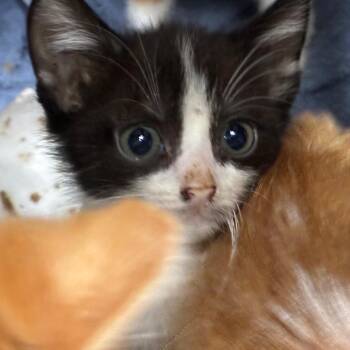 Tamera -  Domestic Short Hair Cat for Adoption in Pasadena, California - Tamera | PetCurious