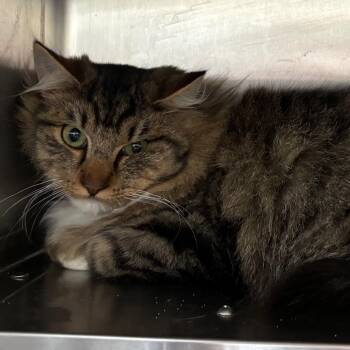 Tootsie -  Tabby Cat for Adoption in Raymond, Washington - Tootsie | PetCurious