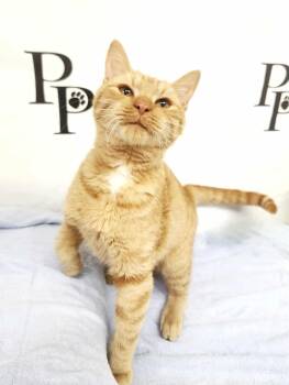 Rescue Domestic Short Hair Cats for Adoption in Social Circle, Georgia - Echo | PetCurious