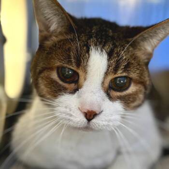 Bungee -  Domestic Short Hair Cat for Adoption in Walker, Michigan - Bungee | PetCurious