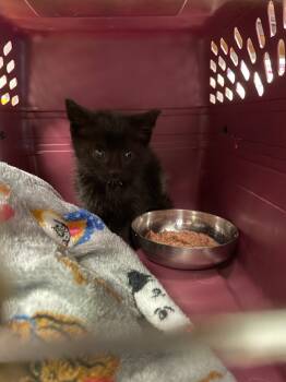 Rescue Domestic Short Hair Cats for Adoption in Portland, Indiana - Black Survivor Kitten | PetCurious
