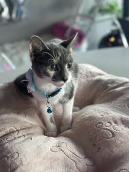 Rescue Domestic Short Hair Cats for Adoption in Liverpool, Texas - Pippa | PetCurious