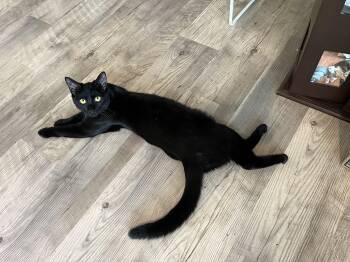 Domestic Short Hair Cats Available for Adoption in Seneca, South Carolina - Maple | PetCurious