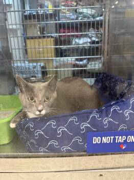 Barney -  Domestic Short Hair Cat for Adoption in Worcester, Massachusetts - Barney | PetCurious