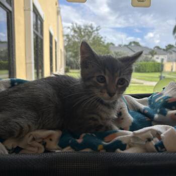 France -  Domestic Short Hair Cat for Adoption in West Palm Beach, Florida - France | PetCurious