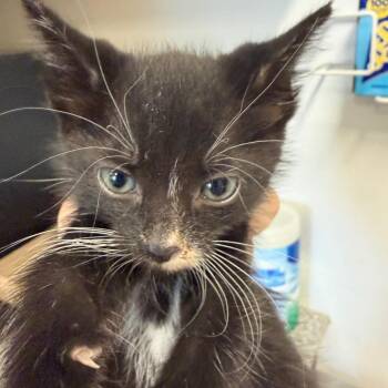 Little Bit -  Domestic Short Hair Cat Available for Adoption in Floresville, Texas - Little Bit | PetCurious