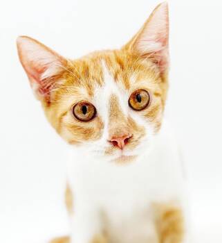 Jude will make u jump for joy - EPIC SWEETNESS - VIDEO - CAN GO  -  Tabby and Turkish Van Cat for Adoption in Bedford Hills, New York - Jude Will Make U Jump For Joy - EPIC SWEETNESS - VIDEO - CAN GO  | PetCurious