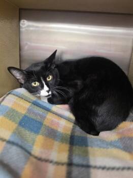 Mongo -  Domestic Short Hair Cat for Adoption in Metamora, Illinois - Mongo | PetCurious