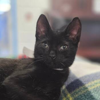 Zena -  Domestic Short Hair Cat for Adoption in Huntsville, Alabama - Zena | PetCurious