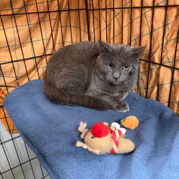 Domestic Short Hair Cats Available for Adoption - Stripes | PetCurious