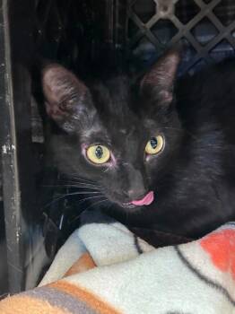 Sesame -  Domestic Short Hair Cat for Adoption in Fremont, Nebraska - Sesame | PetCurious
