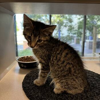 Rescue Domestic Medium Hair Cats for Adoption in Des Moines, Iowa - Radish | PetCurious