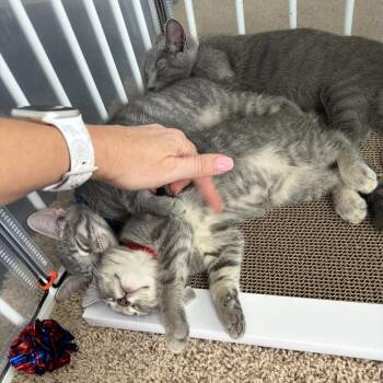 Ribbit -  Domestic Short Hair Cat for Adoption in Jarrettsville, Maryland - Ribbit | PetCurious