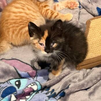 Eleanor -  Domestic Short Hair Cat for Adoption in Tustin, California - Eleanor | PetCurious