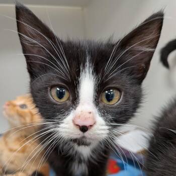 Poly -  American Shorthair Cat for Adoption in Jeffersonville, Indiana - Poly | PetCurious