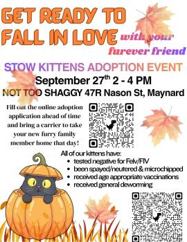 Tina (with Sushi and Pickles) -  Domestic Short Hair Cat for Adoption in Stow, Massachusetts - Tina (with Sushi And Pickles) | PetCurious