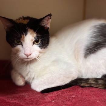 Oval -  Domestic Short Hair Cat for Adoption in South Elgin, Illinois - Oval | PetCurious