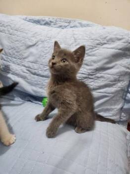 Jaspurr Stephens -  Domestic Short Hair Cat Available for Adoption in Wilmington Island, Georgia - Jaspurr Stephens | PetCurious