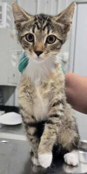 Billy -  Domestic Short Hair Cat for Adoption in Hillsdale, Indiana - Billy | PetCurious