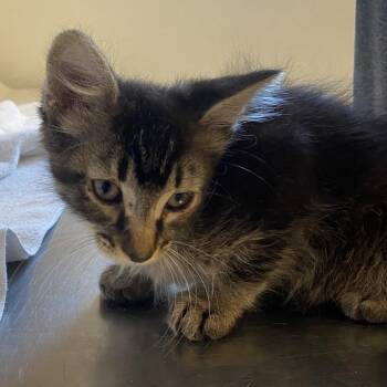 Fillmore (26-3U-2) -  Domestic Medium Hair Cat for Adoption in Rifle, Colorado - Fillmore (26-3U-2) | PetCurious