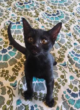 Coop Vroom Vroom -  Domestic Short Hair Cat for Adoption in Chandler, Arizona - Coop Vroom Vroom | PetCurious