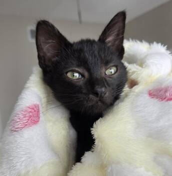 Captain Hastings -  Domestic Short Hair Cat for Adoption in Orlando, Florida - Captain Hastings | PetCurious