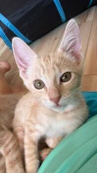 Jerry Garcia -  Domestic Short Hair Cat for Adoption in Tucson, Arizona - Jerry Garcia | PetCurious