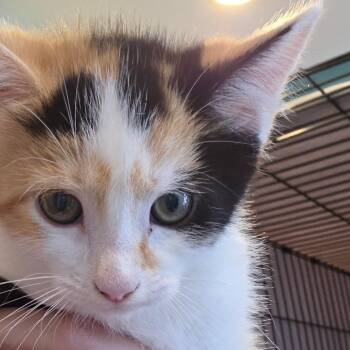 Tasy -  Domestic Short Hair Cat for Adoption in Bel Air, Maryland - Tasy | PetCurious