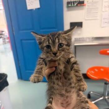 Domestic Short Hair Cats Available for Adoption in Austin, Texas - Rogers 7 | PetCurious