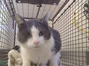 Domestic Short Hair Cats Available for Adoption - JIMMY | PetCurious