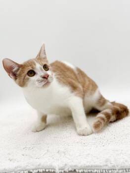 Jazz -  Domestic Short Hair Cat for Adoption in Bowling Green, Kentucky - Jazz | PetCurious