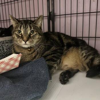 Isabelle -  Domestic Short Hair Cat for Adoption in Davenport, Iowa - Isabelle | PetCurious