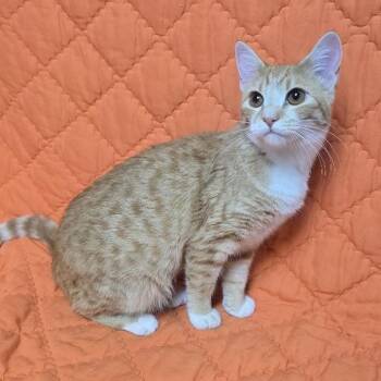Victoria -  Domestic Short Hair Cat for Adoption in Waterloo, Iowa - Victoria | PetCurious