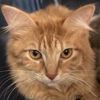Garfina -  Domestic Medium Hair and Domestic Short Hair Cat for Adoption in Cincinnati, Ohio - Garfina | PetCurious